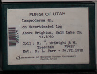 Image Associated With the Occurence
